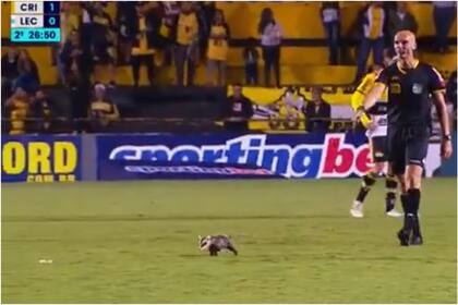Una zarigüeya interrumpió un partido de fútbol en Brasil