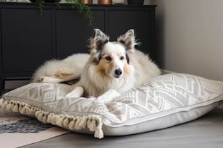 Estos son los lugares de la casa en los cuales no debería poner la cama de su perro