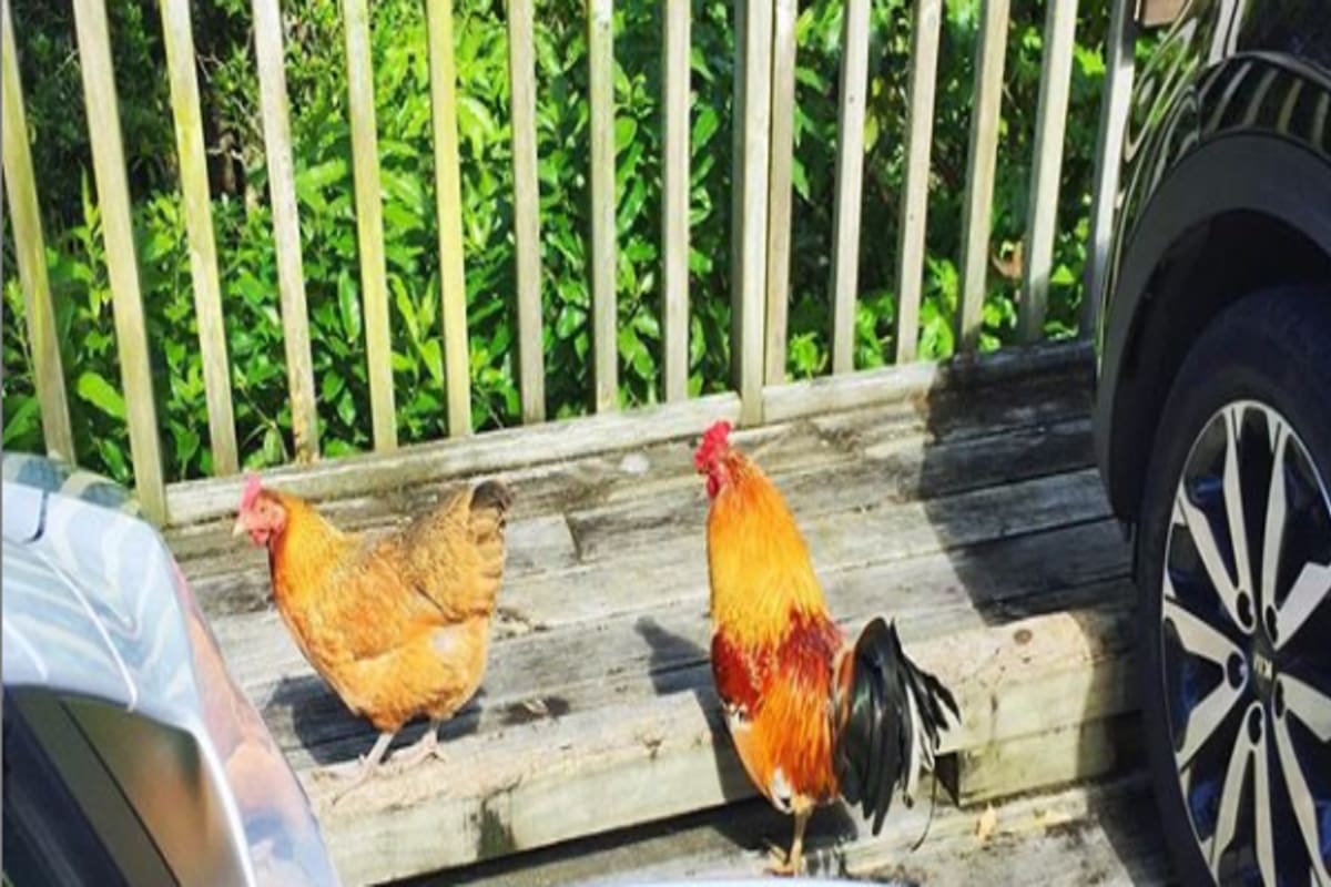 Unas 250 fueron capturadas el año pasado en el pueblo de Titirangi. Ahora, después de la cuarentena, reaparecieron alrededor de treinta. Los habitantes del lugar quieren convertirlas en pollo congelado