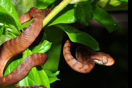 Unas dos millones de serpientes arbóreas marrones viven en la pequeña isla de Guam en el Pacífico