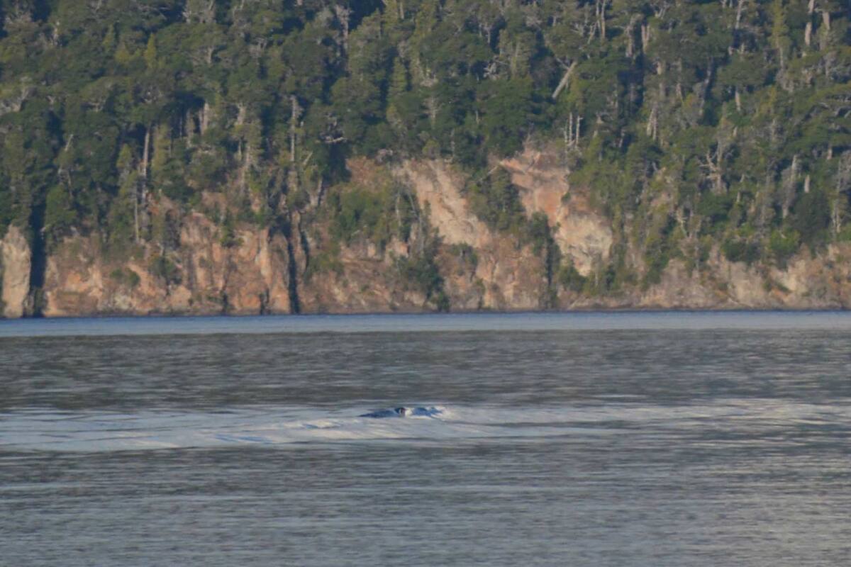 Unas fotos vuelven a reflotar el mito del Nahuelito