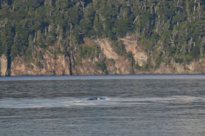 Unas fotos vuelven a reflotar el mito del Nahuelito