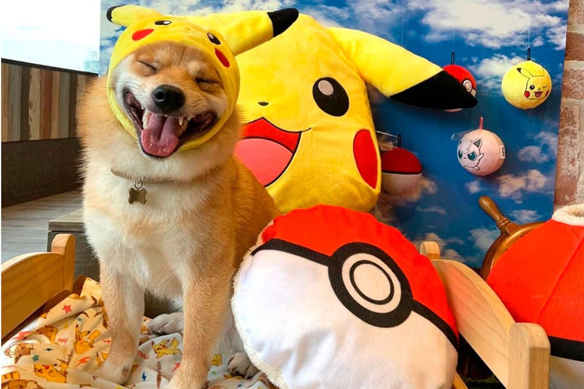 Uni, el perro que no puede parar de sonreír por nada del mundo