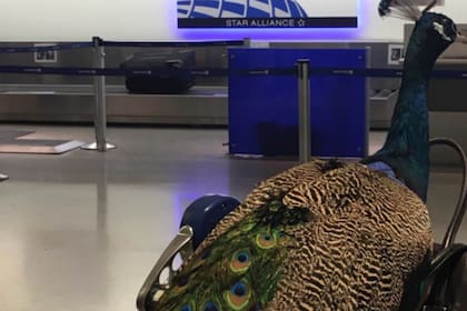 United Airlines no le permitió a una pasajera viajar con su pavo real