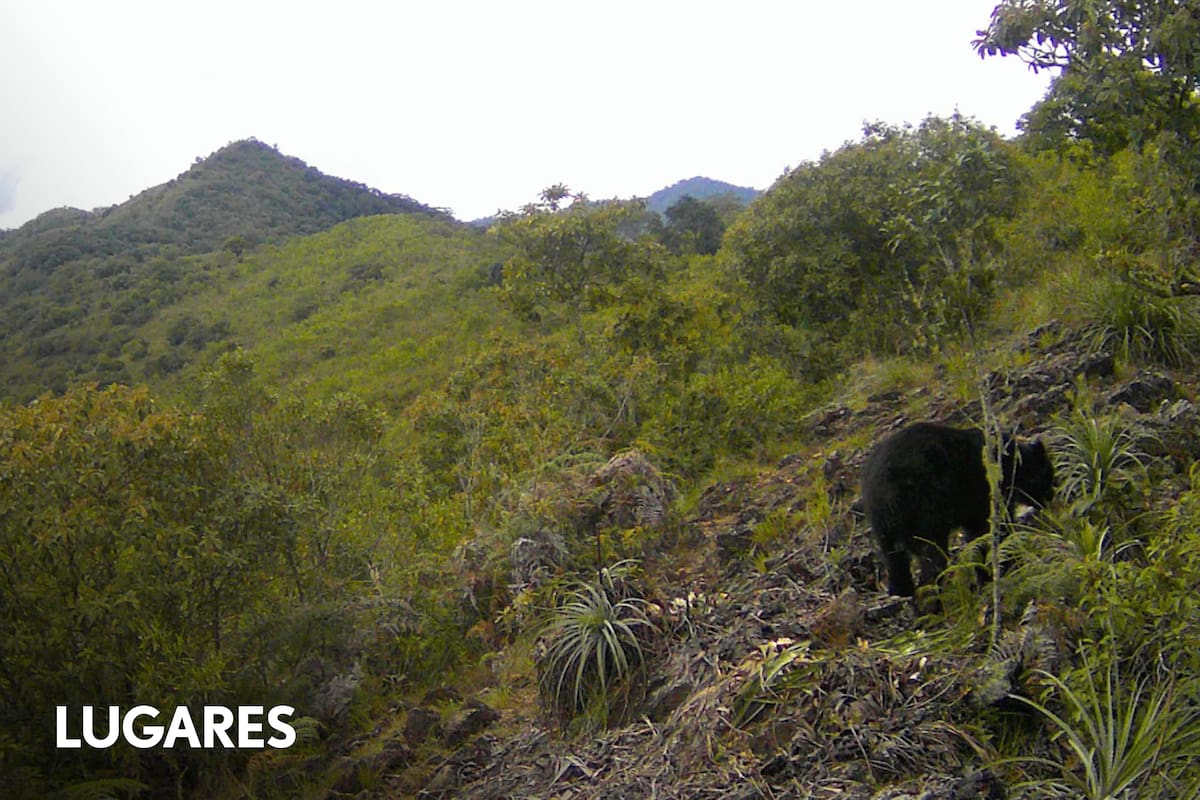 Uno de los amenazados osos andinos monitoreados por el Proyecto Juco-Proyecto Binacional Yaguajuco junto a comunidades locales en los Andes Tropicales del Sur (Bolivia-Argentina), del lado boliviano.