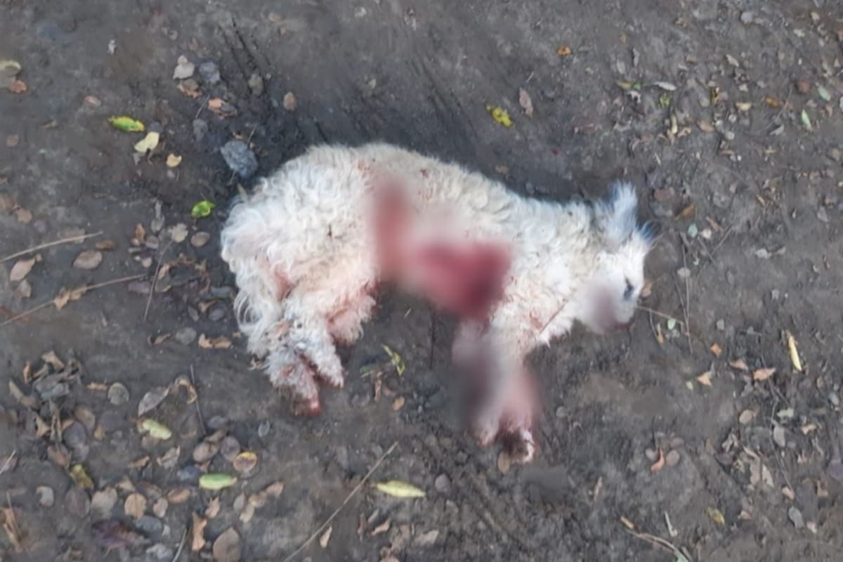 Uno de los animales damnificados