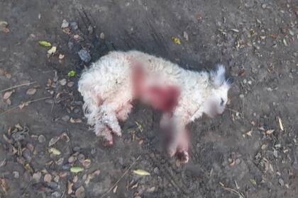 Uno de los animales damnificados