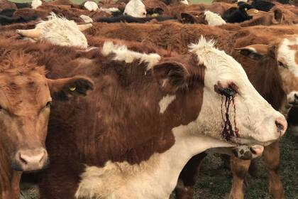 Uno de los animales con heridas de bala