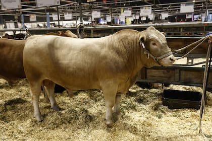 Uno de los animales de la raza San Ignacio