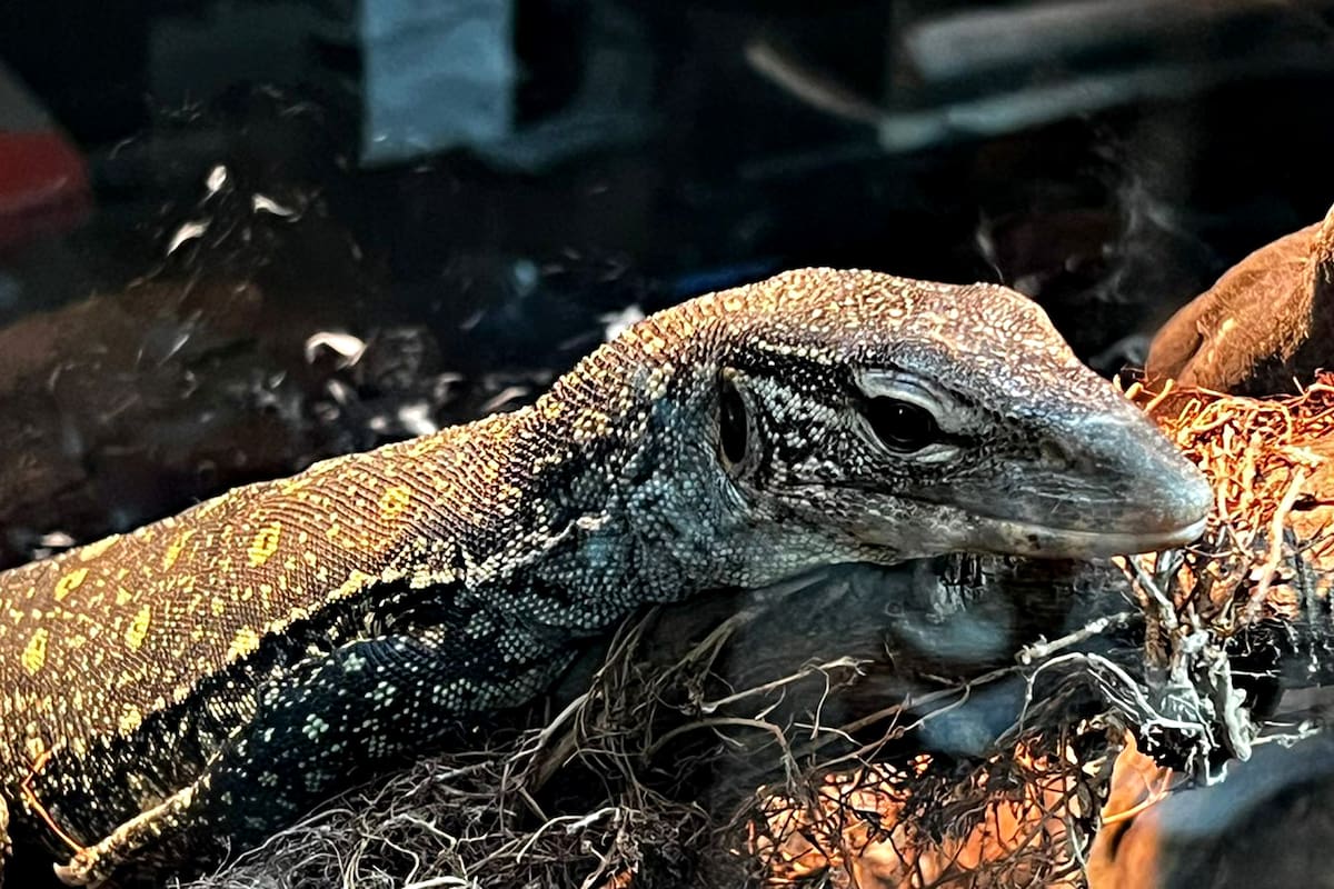 Uno de los animales encontrados durante el allanamiento en Villa Urquiza