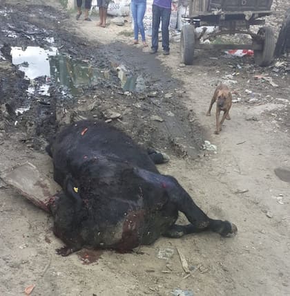 Uno de los animales que cayeron del camión y fue faenado
