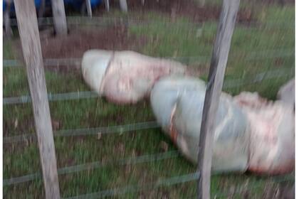 Uno de los animales que hace unas semanas le carnearon a Juan Benjamín García