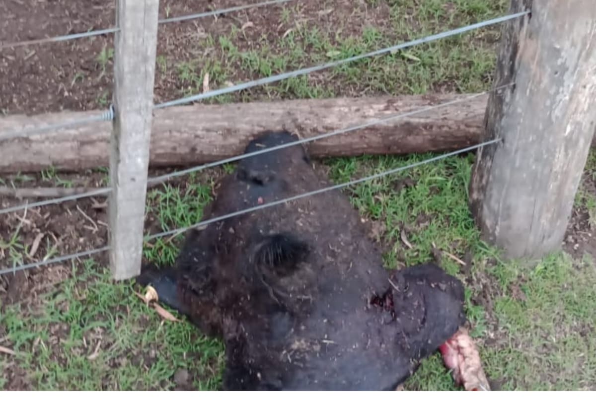 Uno de los animales que hace unas semanas le carnearon a Juan Benjamín García