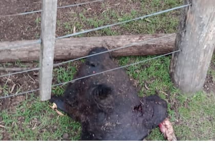 Uno de los animales que hace unas semanas le carnearon a Juan Benjamín García