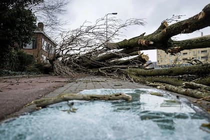 Uno de los árboles que cayeron el 18 de febrero en Países Bajos