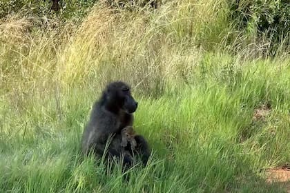 Uno de los avistamientos fue realizado en el Parque Nacional Pilanesberg, donde un babuino macho joven capturó a un cachorro de leopardo
