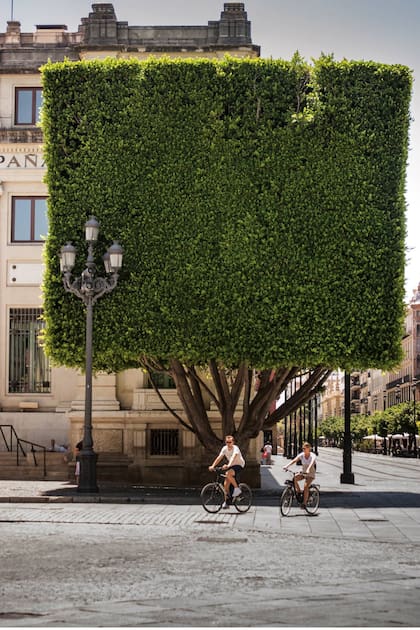 Uno de los árboles cuadrados que enmarcan el Banco de España en pleno casco histórico de Sevilla.
