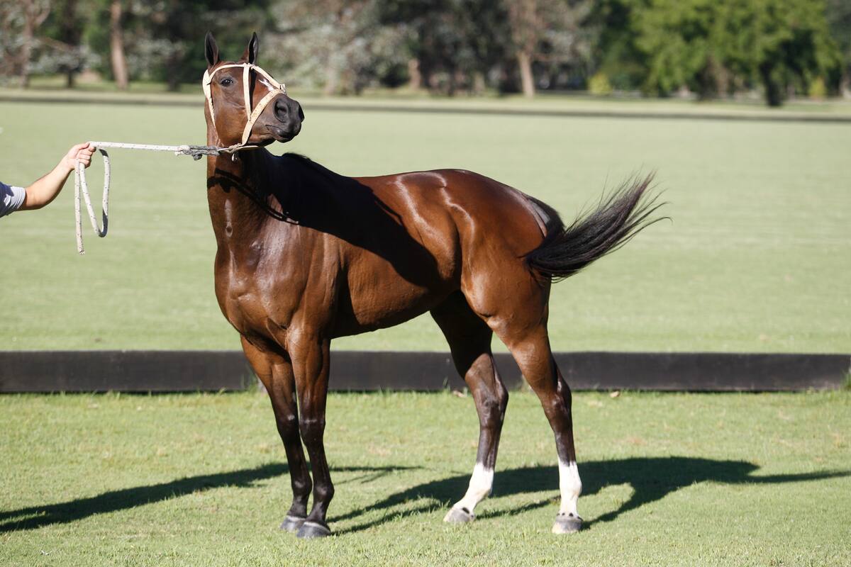 Uno de los caballos de Adolfo Cambiaso
