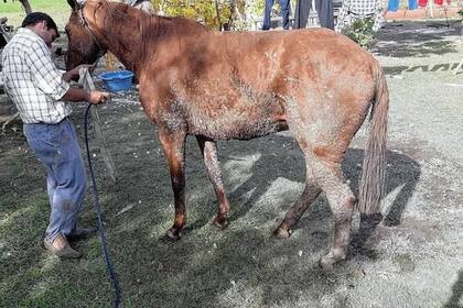 Uno de los caballos rescatados, en muy mal estado