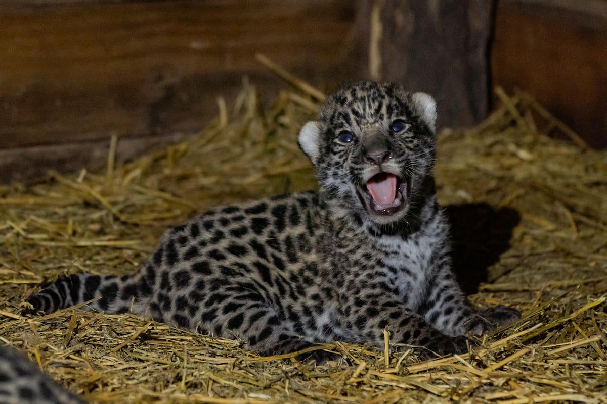 Uno de los cachorros nacidos en El Impenetrable chaqueño