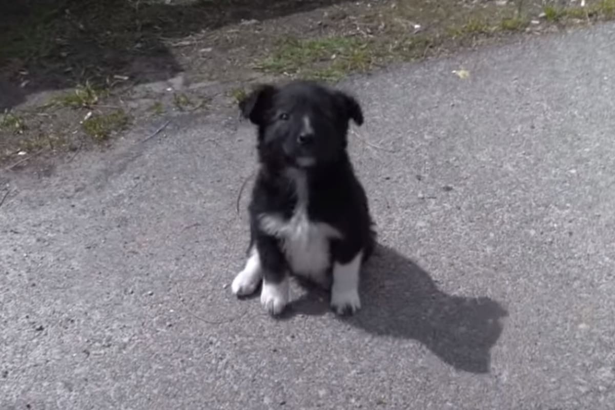 Uno de los cachorros que vive en la zona de exclusión de Chernobyl