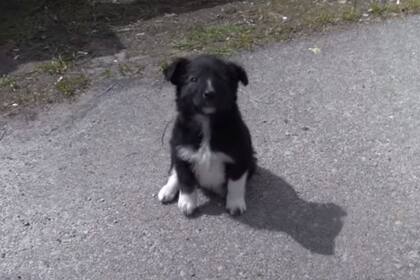 Uno de los cachorros que vive en la zona de exclusión de Chernobyl