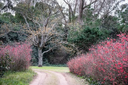 Uno de los cambios más drásticos del invierno ocurre con las especies caducifolias, aquellas que pierden las hojas