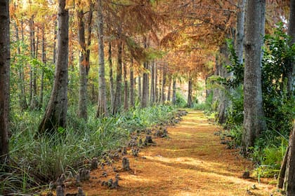 Uno de los caminos del arboreto rodeado de Taxodium distichum y algunos ejemplares de Taxodium mucronatum.