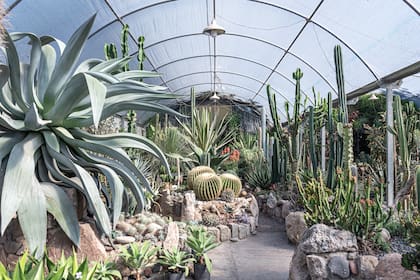 Uno de los caminos del cactario, enmarcado por grandes ágaves, furcraeas, aloes y ejemplares de euphorbias