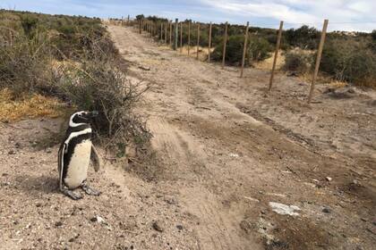 Uno de los caminos en la reserva de Punta Tombo, realizado dentro de la temporada de reproducción de pingüinos