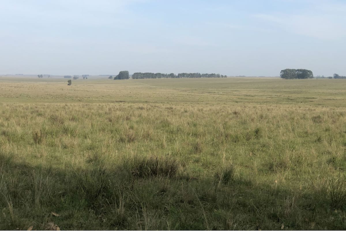 Uno de los campos que fue vendido por la inmobiliaria Zambrano este año