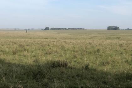 Uno de los campos que fue vendido por la inmobiliaria Zambrano este año