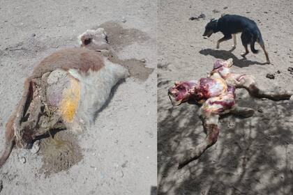 Uno de los casos reportados el miércoles pasado en El Solito, Río Negro
