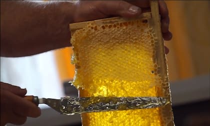 Uno de los conceptos centrales es que, a diferencia de otros animales, en las abejas no se trata de salvar individuos sino de mantener sana a toda la colonia, considerada un "superorganismo"