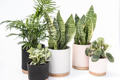 Uno de los consejos es agrupar las plantas de igual tonalidad para evitar la deshidratación.