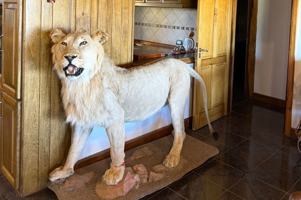 Uno de los dos leones embalsamados hallados en la propiedad
