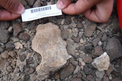 Uno de los dos nuevos especímenes de homínidos, una pelvis parcial, encontrados en el yacimiento de Lago Turkana en Kenia