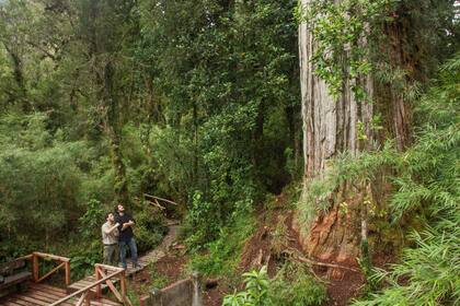 Uno de los ejemplares más antiguos del parque. Se estima que tiene más de tres mil años.