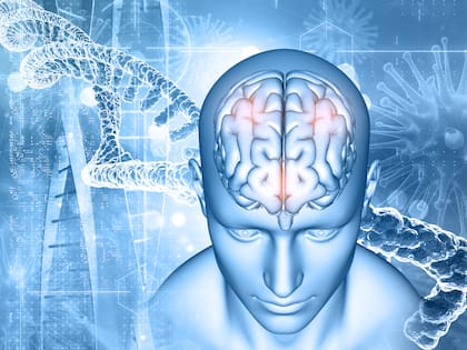 Uno de los expertos en el tema señaló que períodos cortos de sueño aumentan la capacidad del cerebro para codificar nueva información”