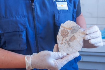 Uno de los fósiles recuperados que había salido del país de contrabando