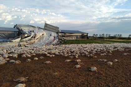 Uno de los galpones para pollos afectado por los fuertes vientos