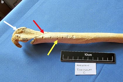 Uno de los huesos de la sepultura colectiva de Hazleton Norte incluidos en el análisis