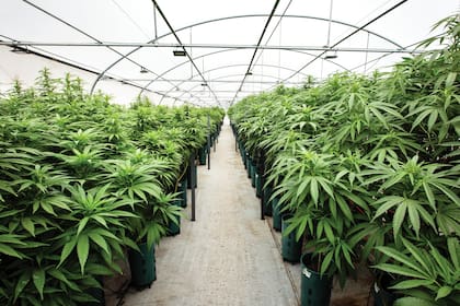 Uno de los invernaderos de Cannava, el proyecto de la gobernación de Jujuy, en la
localidad de Perico, lleno de plantas de marihuana
