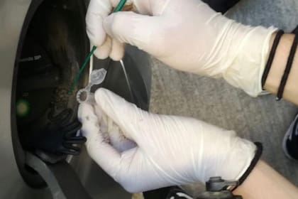 Uno de los investigadores del Instituto de Biología Integrativa de Valencia toma muestras de las bacterias que habitan en las tapas de los tanques