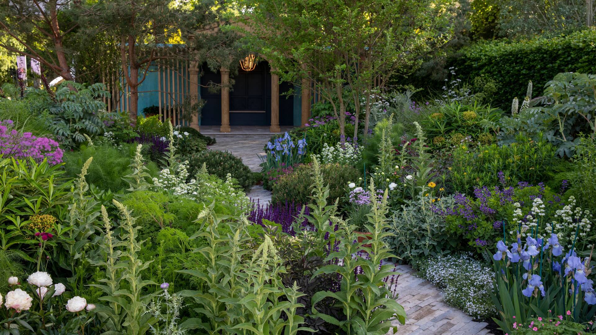 La salvia ganadora del tercer puesto en el premio Chelsea Plant of the Year 2022