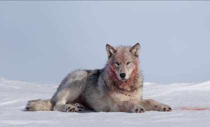 Uno de los lobos que rodeó a la fotógrafa