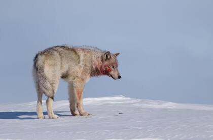 Uno de los lobos que se acercaron a la fotógrafa en el Ártico