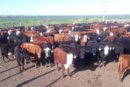 Uno de los lotes de hacienda en el marco de los operativos del organismo público