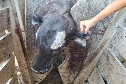 Uno de los más de 150 animales que la policía encontró en un allanamiento en el campo del exdiputado y que serían del denunciante