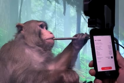 Uno de los monos del experimento de Elon Musk (Foto: Captura de video)